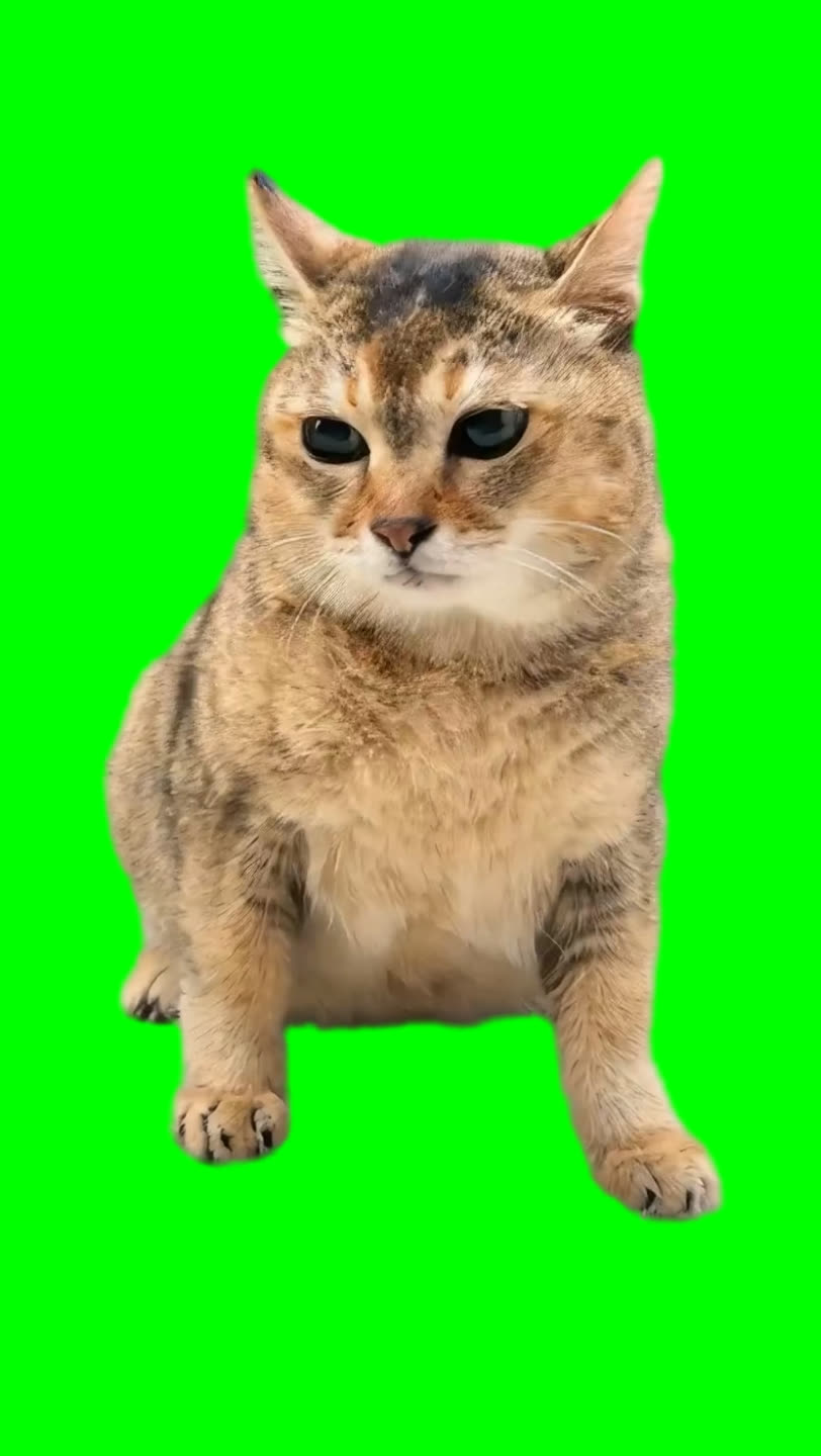 iPhone Kupi Cat Dance meme - ToleTole Mei Mei Cat (Green Screen)