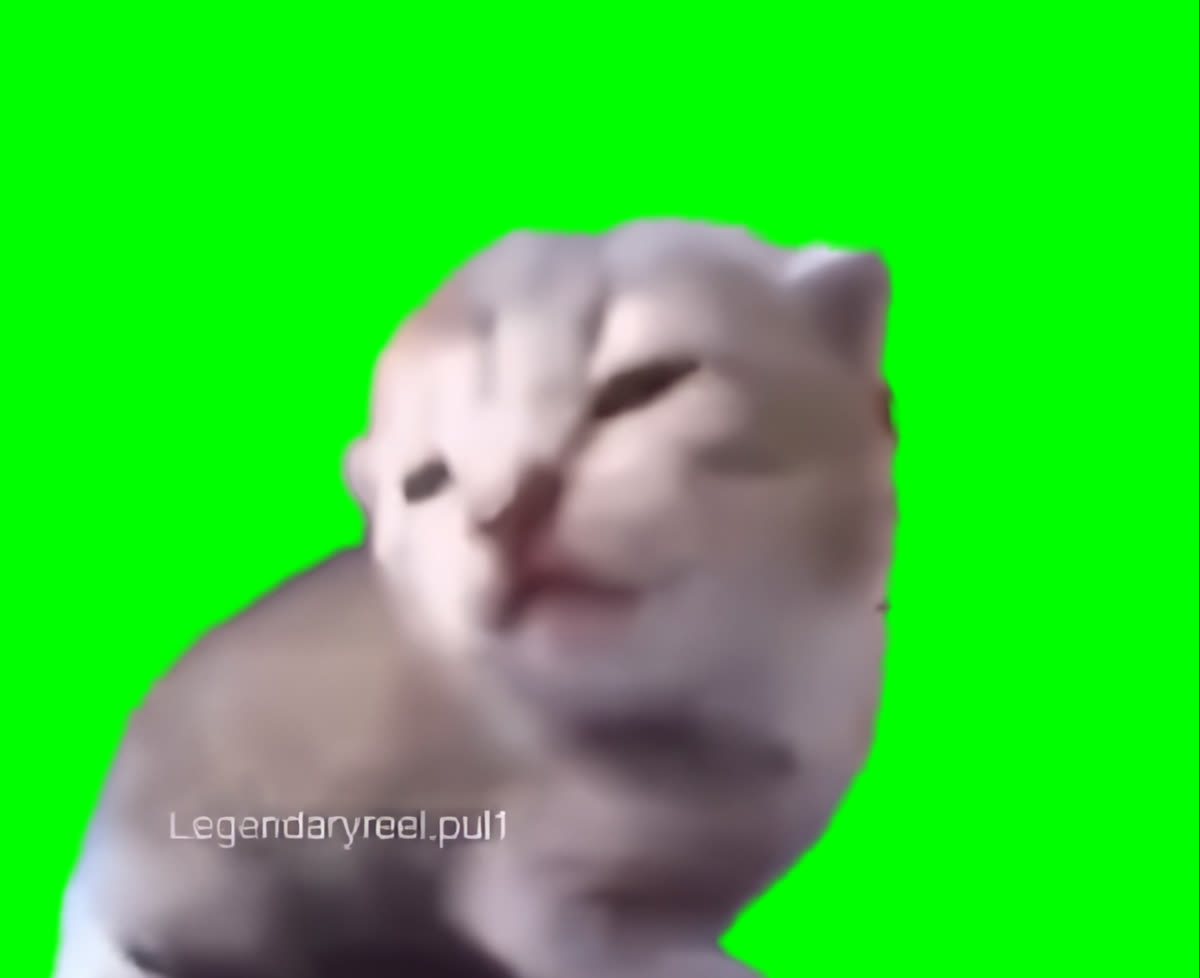 Cat Screaming at Camera meme  (Green Screen)