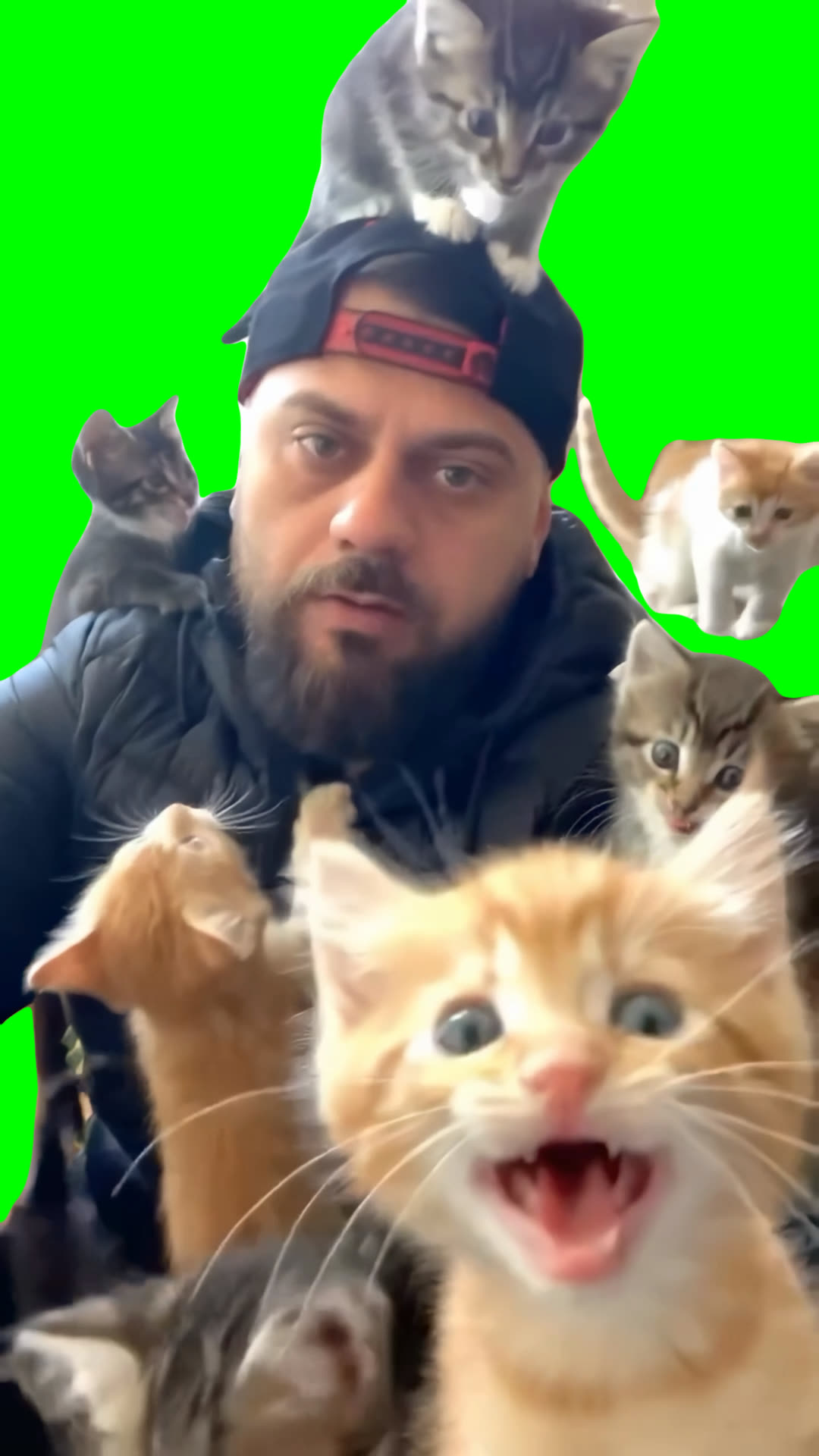 Kittens Jump Attacking on Guy meme (Green Screen)