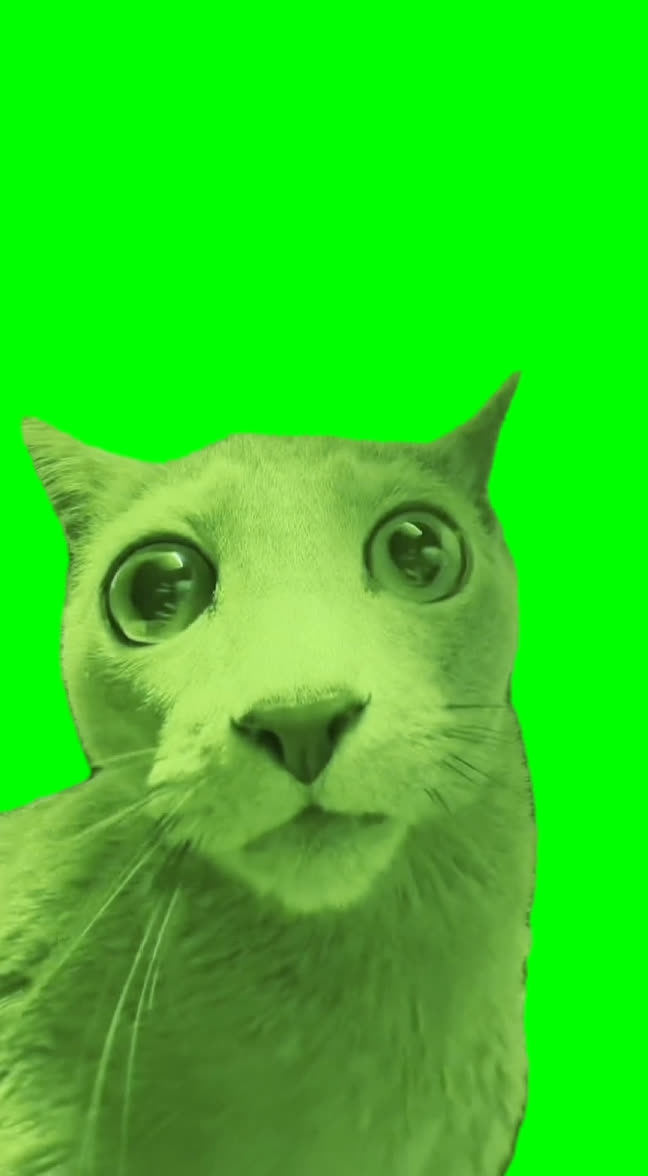 Cat in Carwash meme (Green Screen)