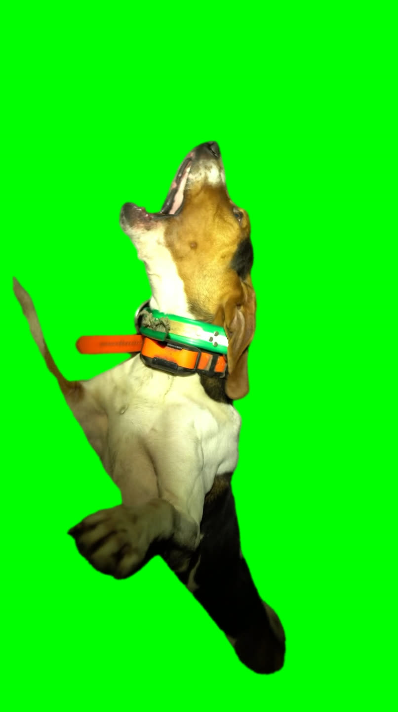 Dog Barking Up Tree meme (Green Screen)