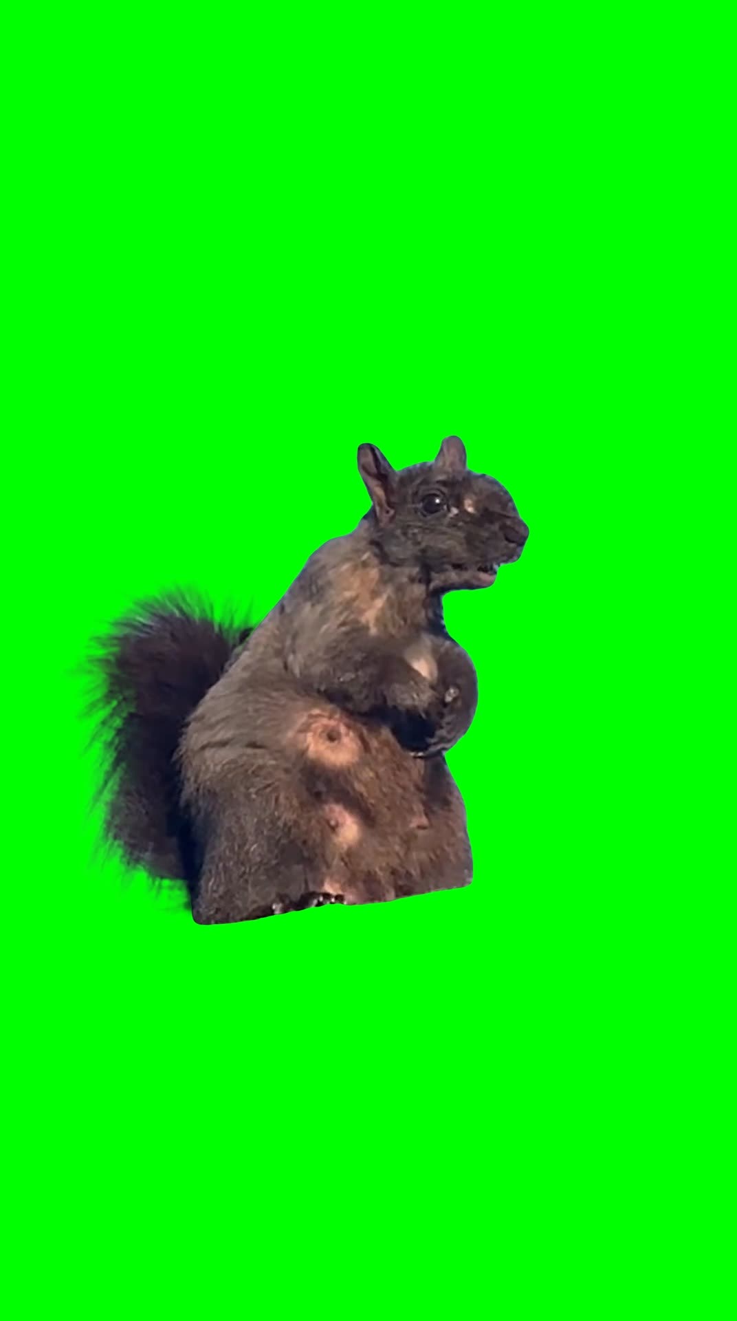 Old Squirrel Crashing Out meme (Green Screen)