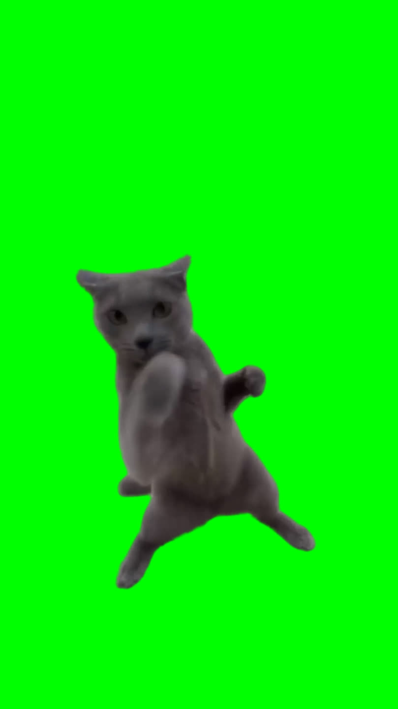 MMA Fighter Cat meme (Green Screen)