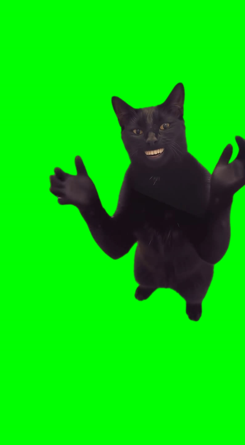 Black Cat Clapping and Smiling meme (Green Screen)