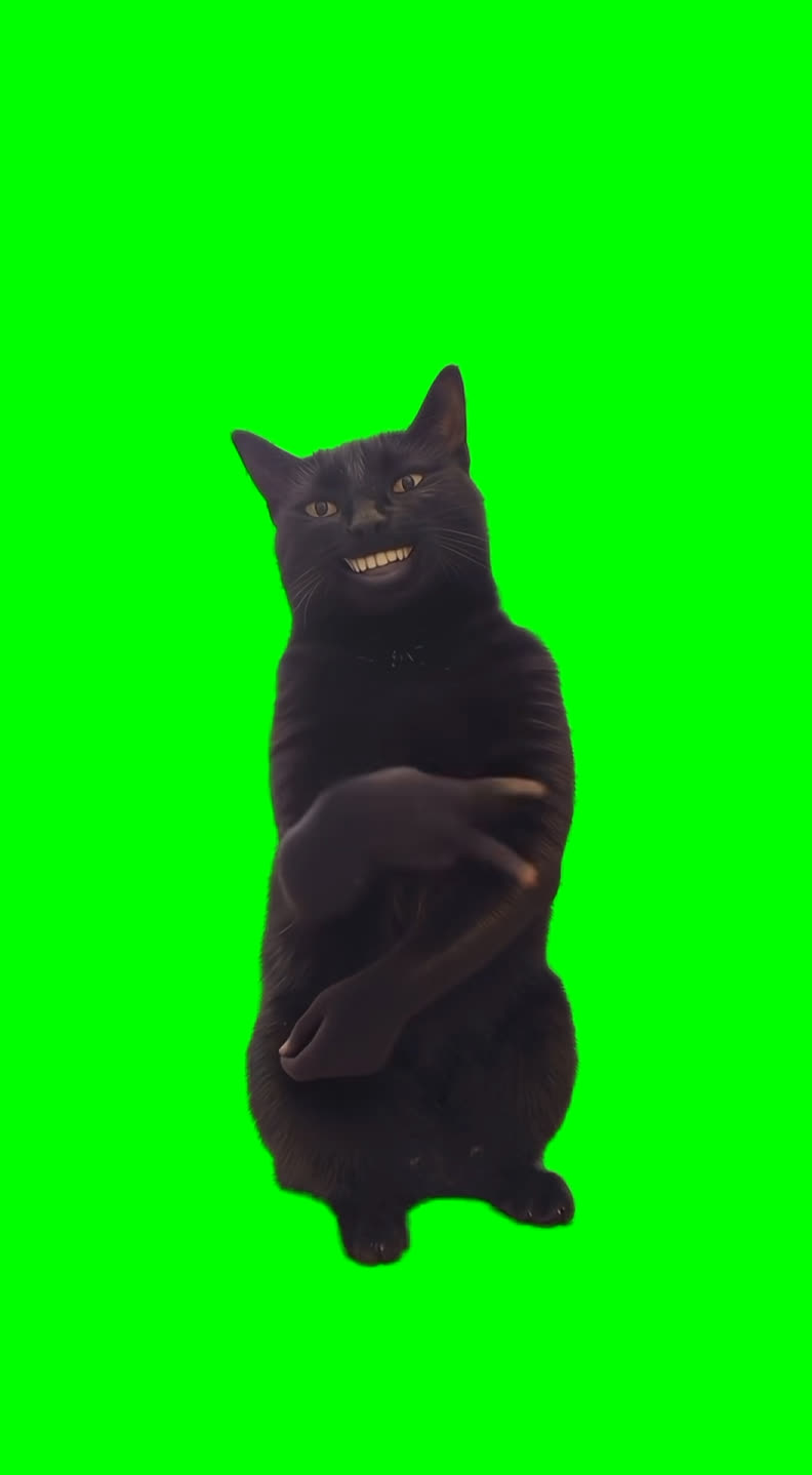 Black Cat Clapping and Disappearing meme (Green Screen)