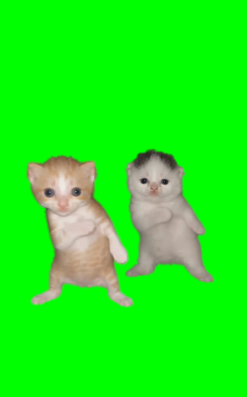Two Kittens Dancing to Arab Song meme (Green Screen)