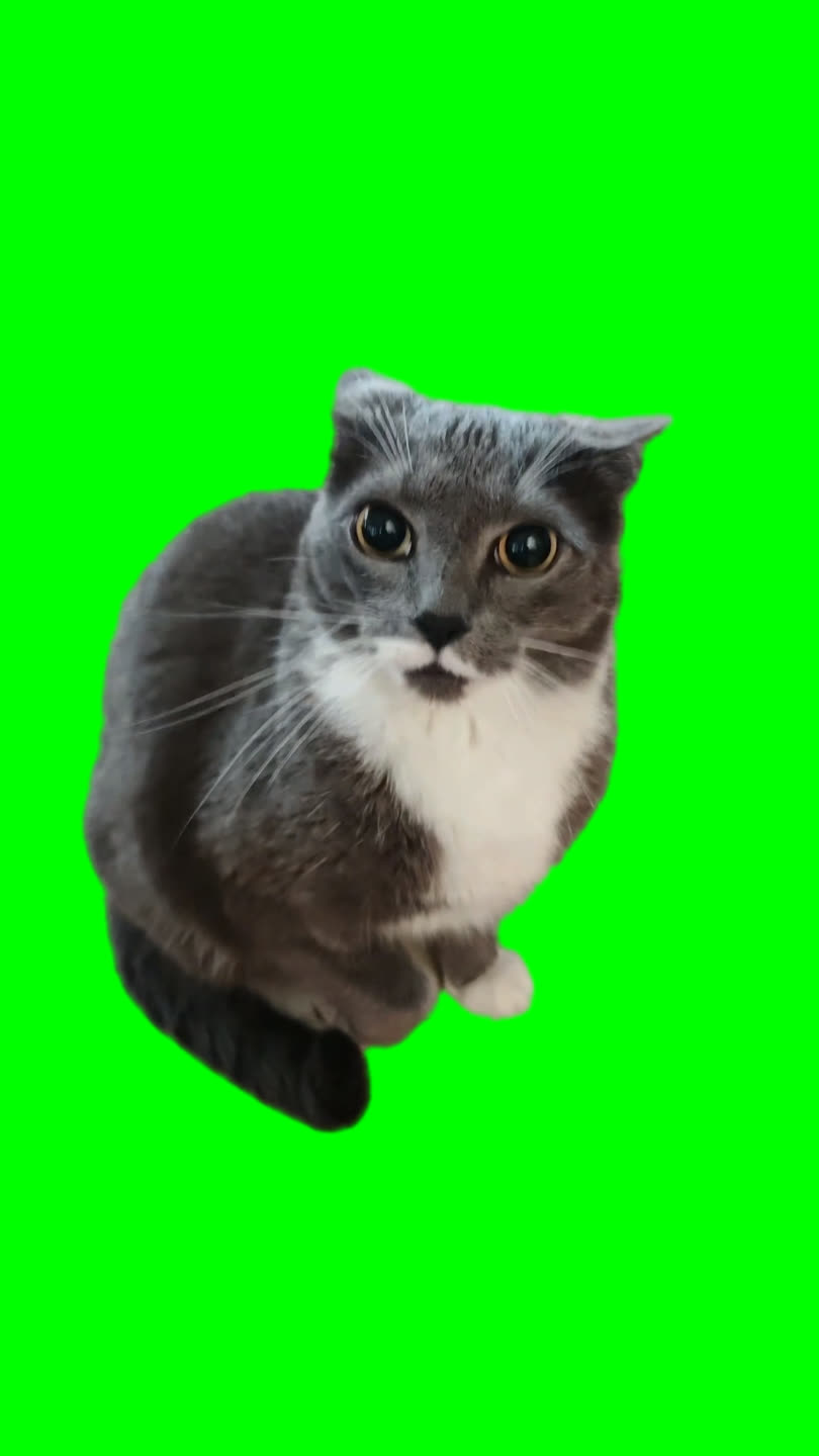 Tiki Tiki Cat Panicking meme (Green Screen)